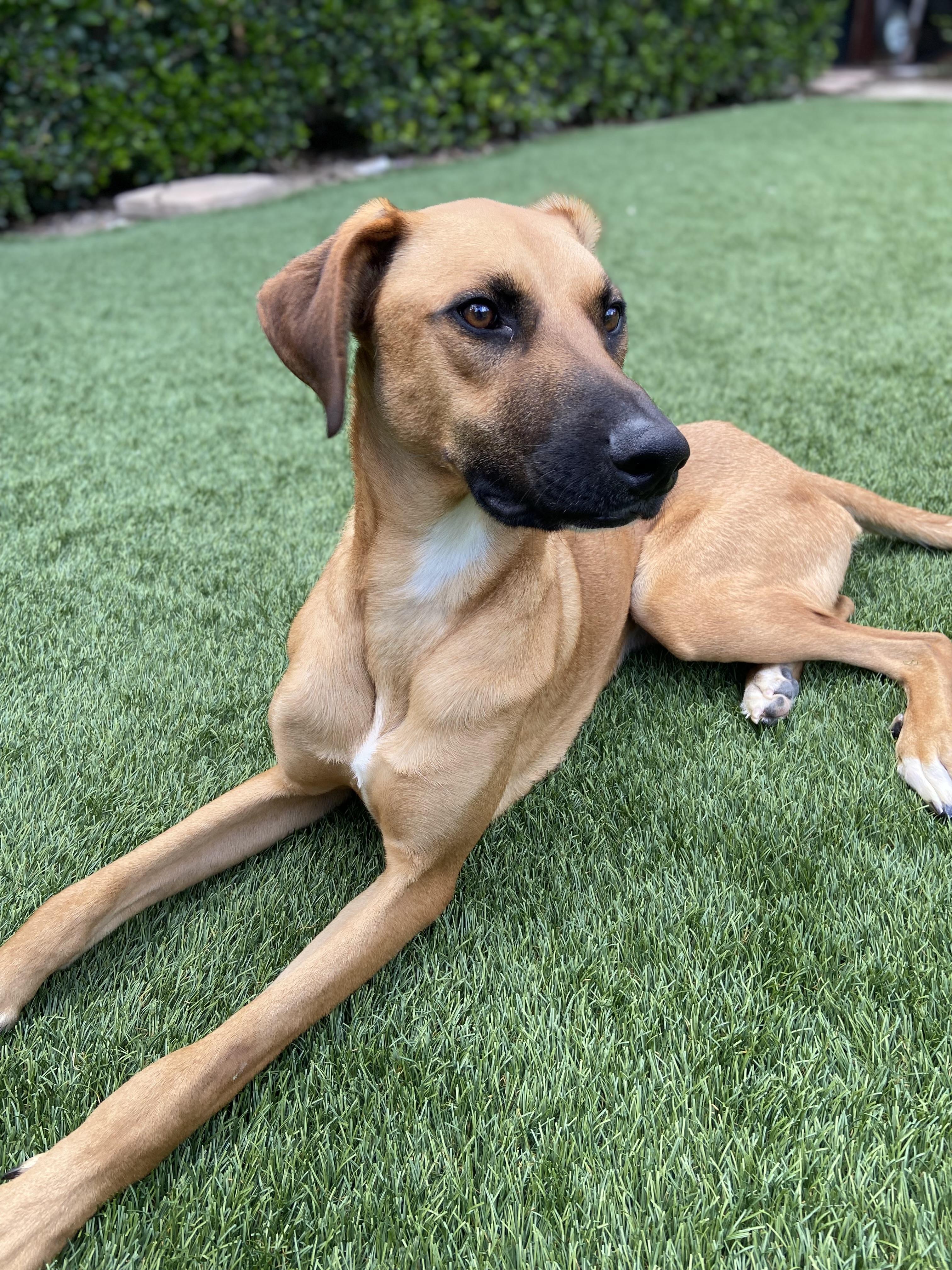 Dallas, an adopted mixed breed in Carlsbad, CA image 5/6
