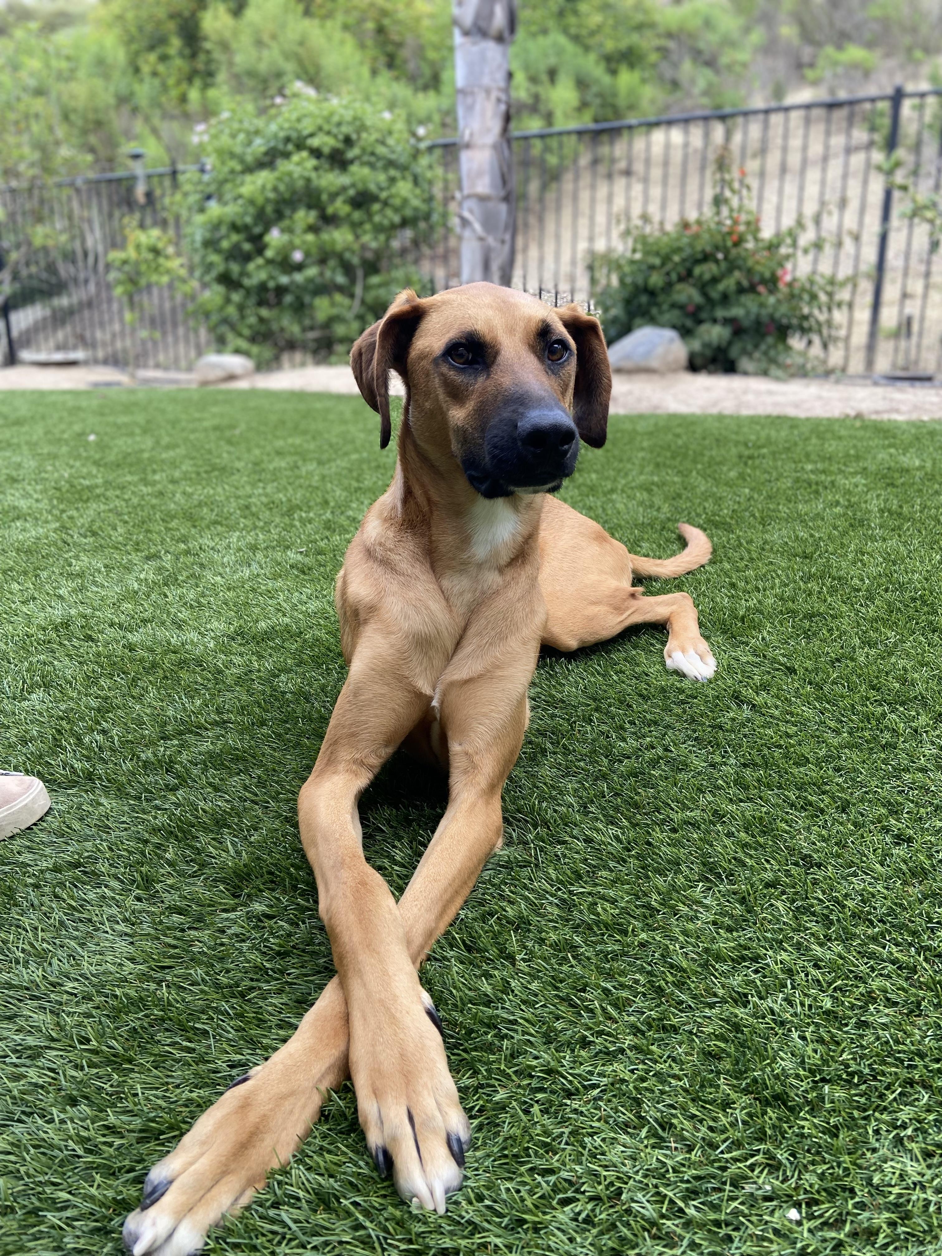 Dallas, an adopted mixed breed in Carlsbad, CA image 3/6