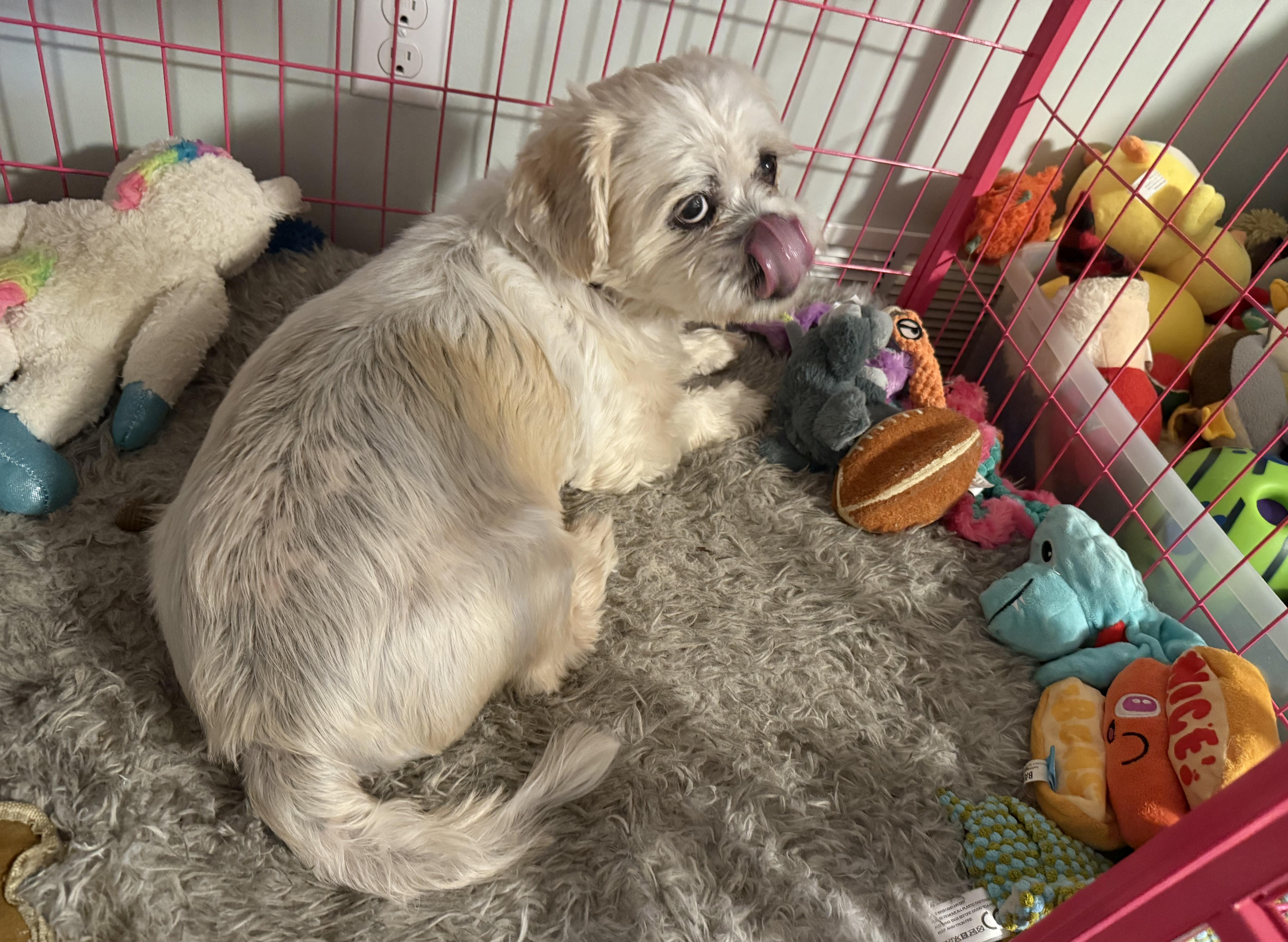 Harold, a Adoptable mixed breed in Matthews, NC image 1/4