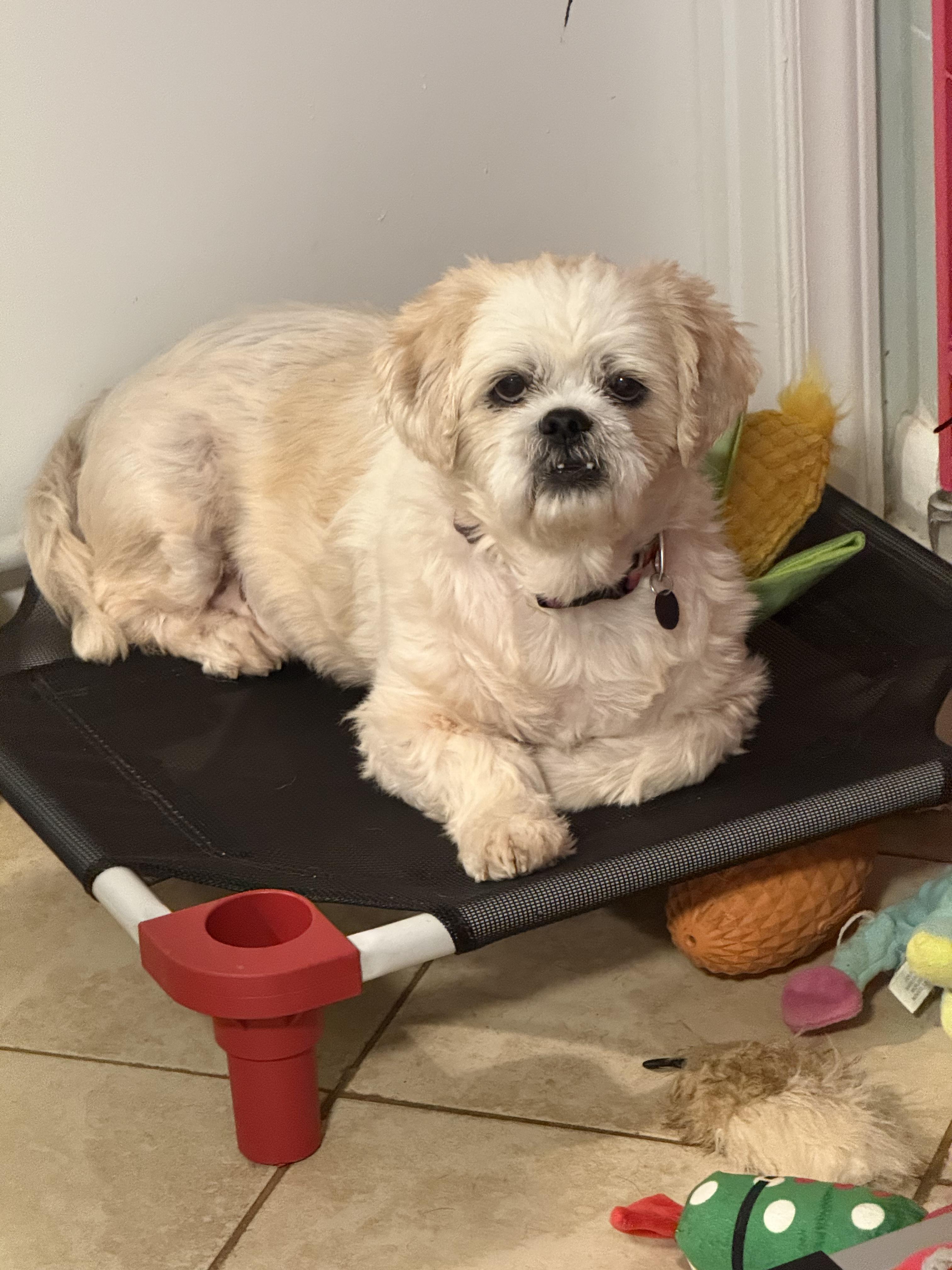 Harold, a Adoptable mixed breed in Matthews, NC image 2/4