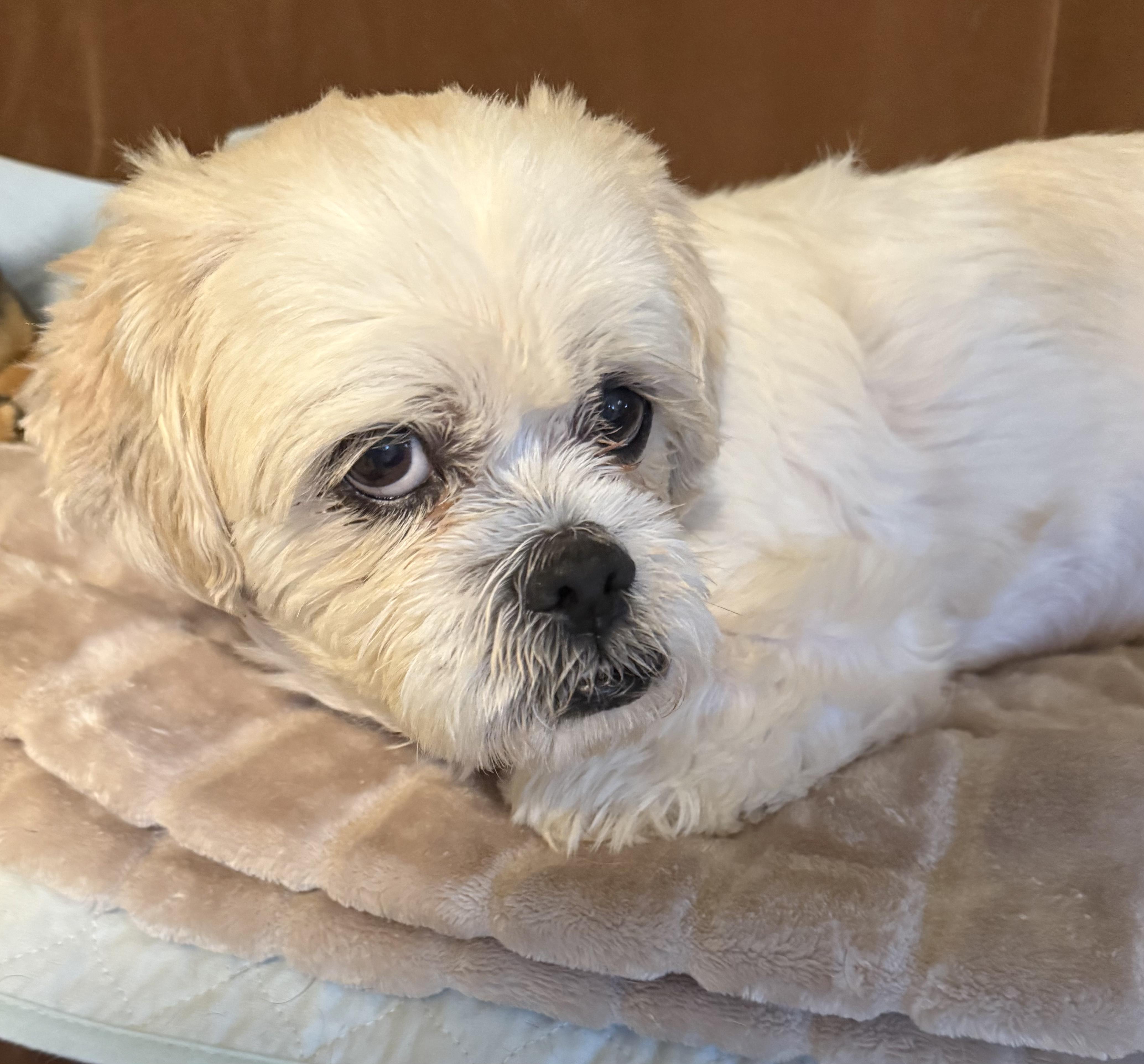 Harold, a Adoptable mixed breed in Matthews, NC image 3/4