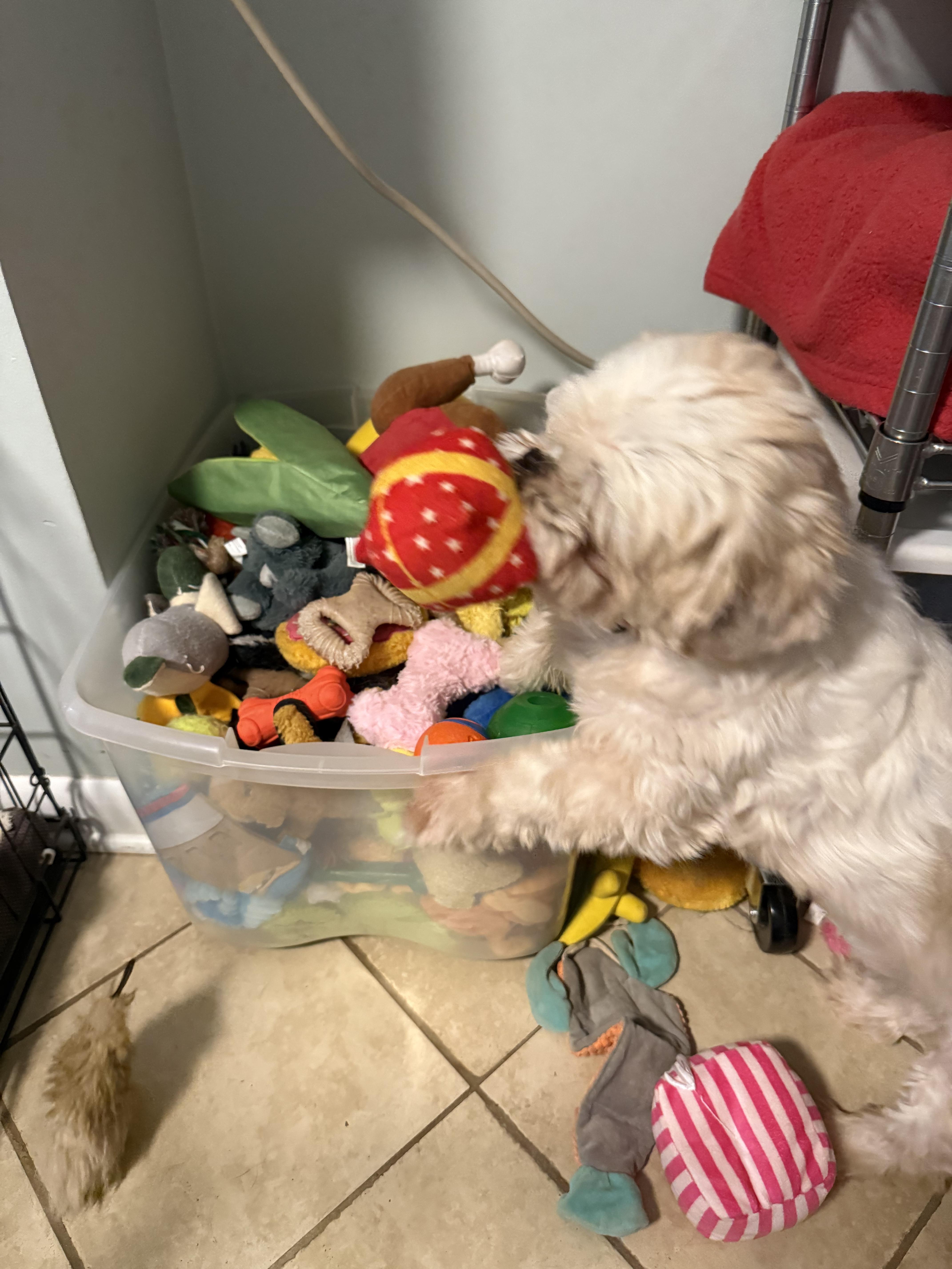 Harold, a Adoptable mixed breed in Matthews, NC image 4/4