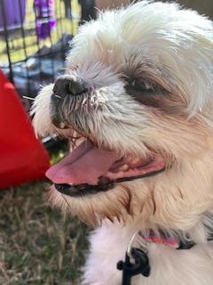Enlarge Harold, a Adoptable mixed breed in Matthews, NC image 3/4