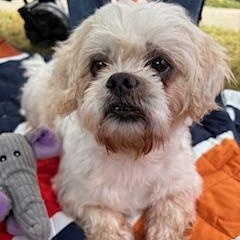 Enlarge Harold, a Adoptable mixed breed in Matthews, NC image 2/4