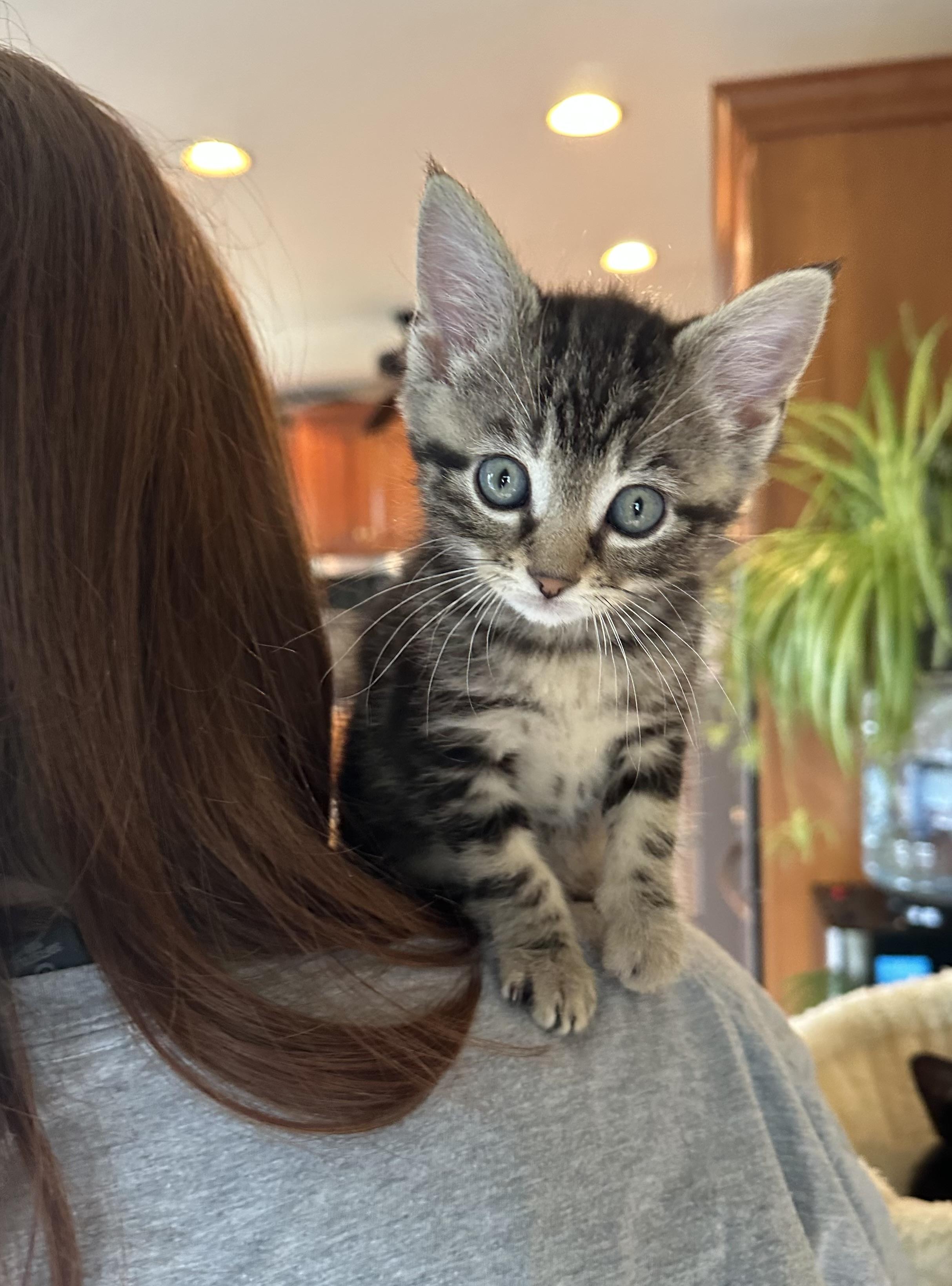 Enlarge Bok Choy, an adopted Domestic Short Hair in Lemoyne, PA image 4/5