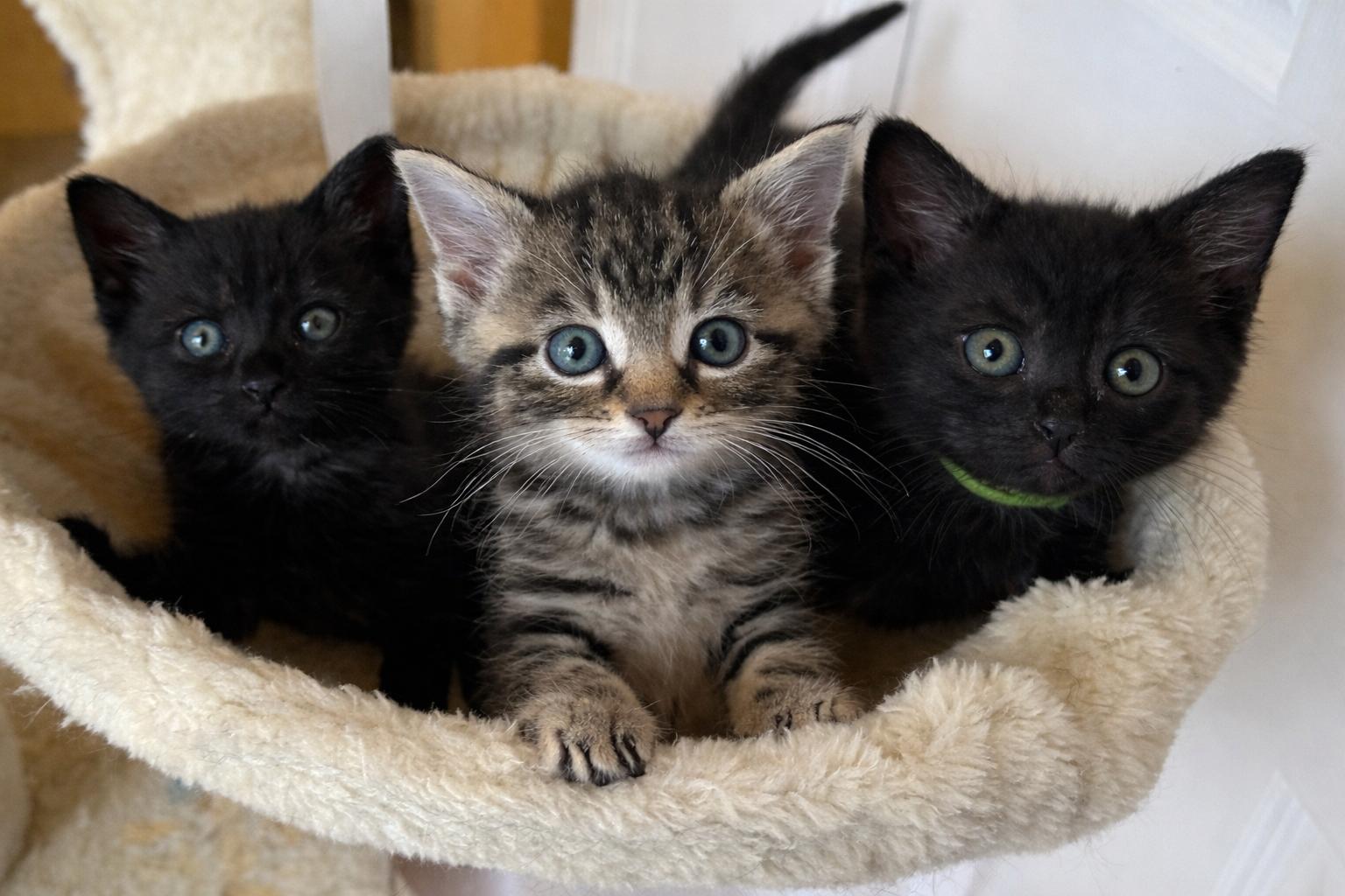 Enlarge Bok Choy, an adopted Domestic Short Hair in Lemoyne, PA image 3/5