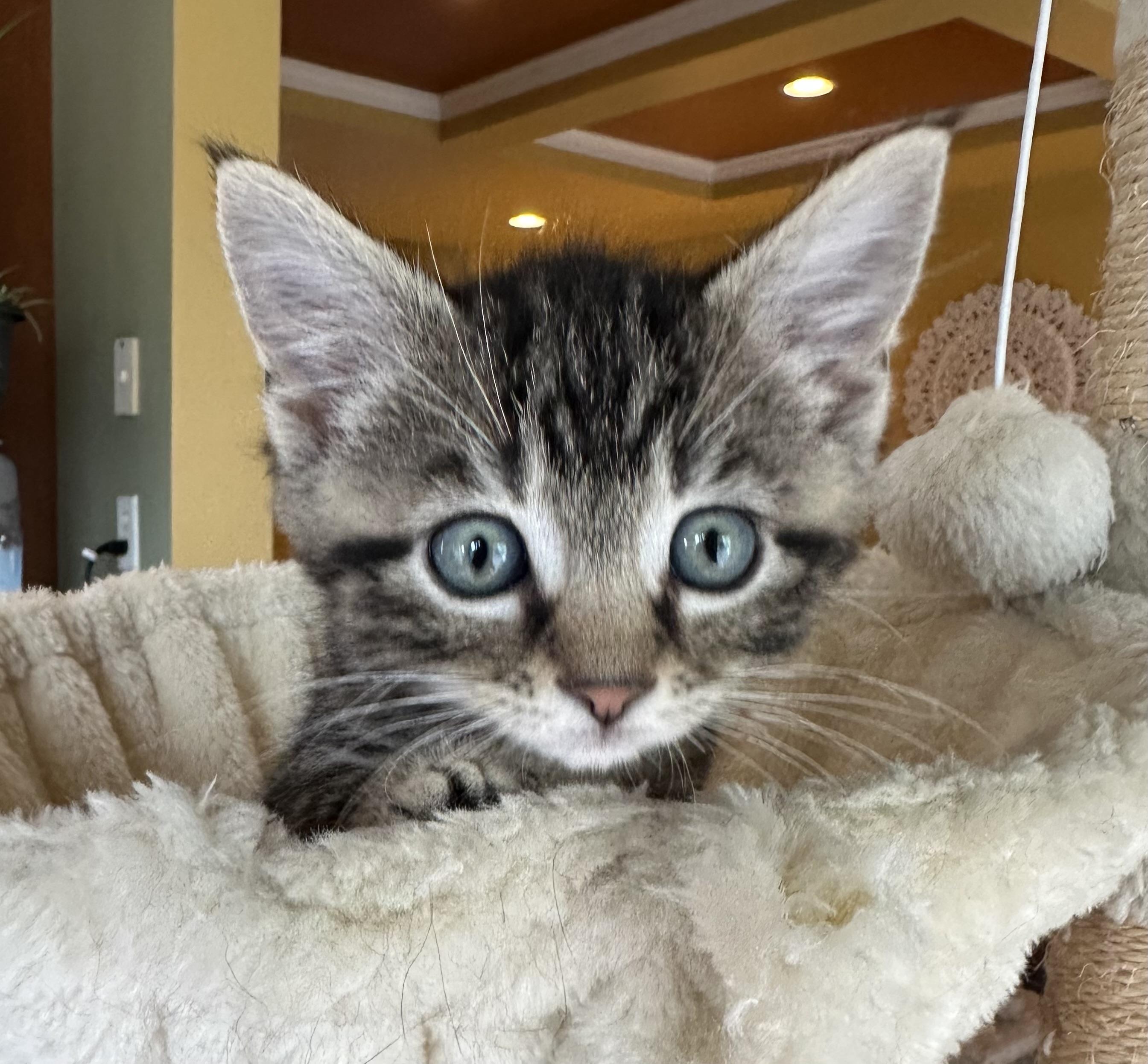 Enlarge Bok Choy, an adopted Domestic Short Hair in Lemoyne, PA image 2/5