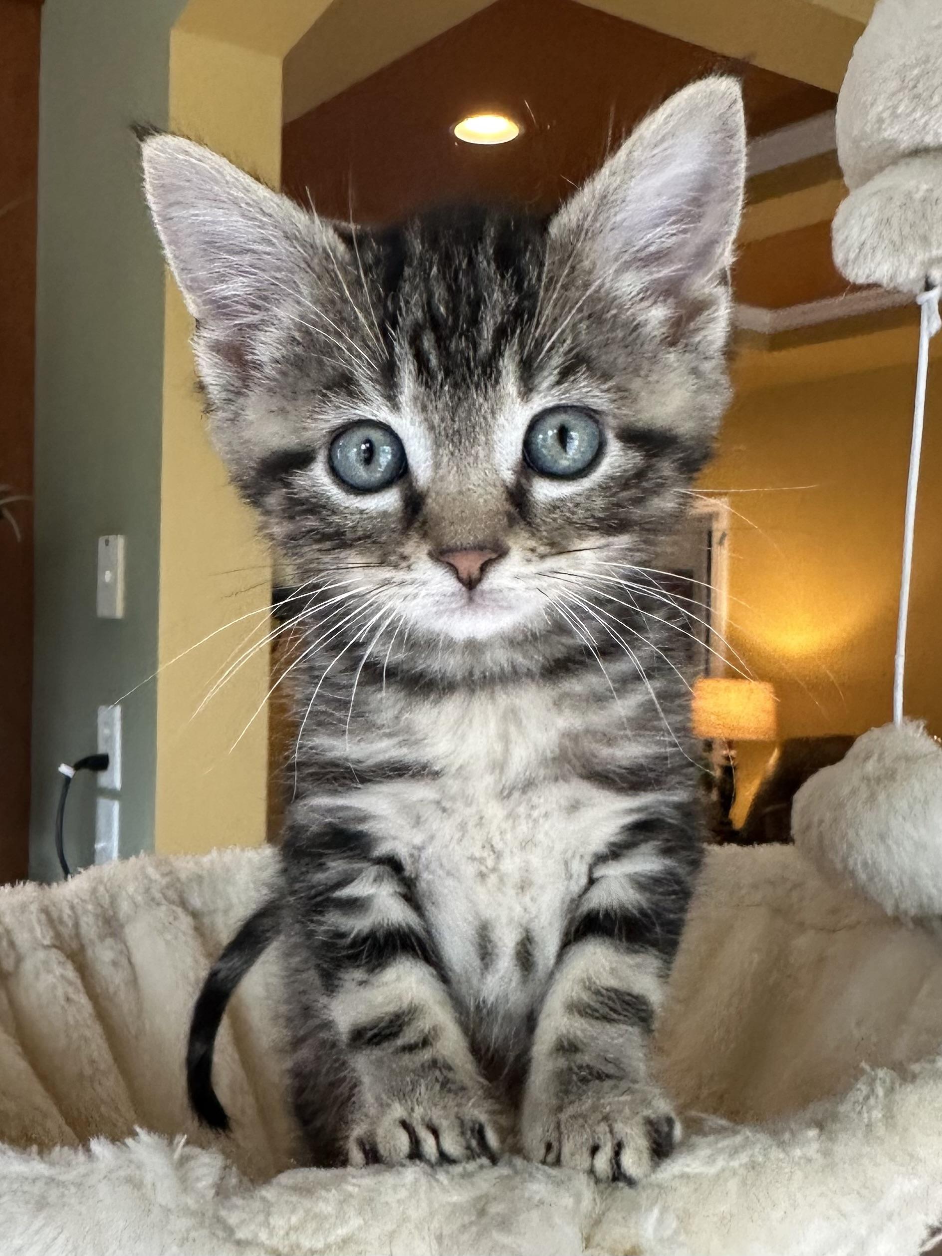 Enlarge Bok Choy, an adopted Domestic Short Hair in Lemoyne, PA image 1/5