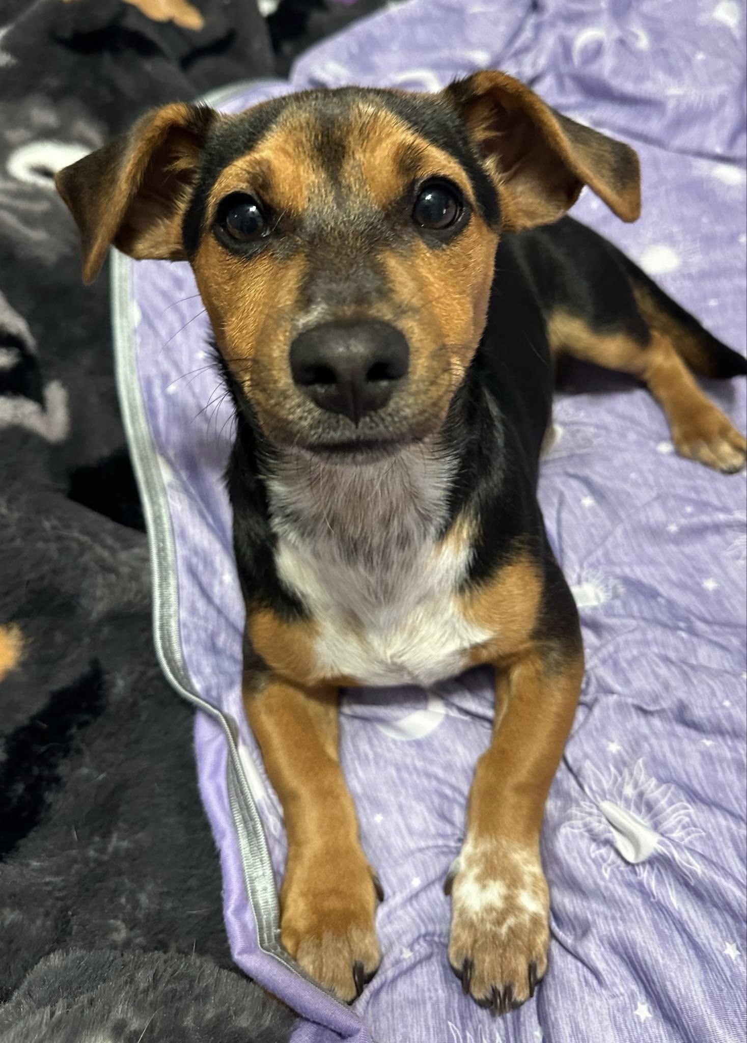 Kodi, Adoptable, Puppy Male Dachshund.