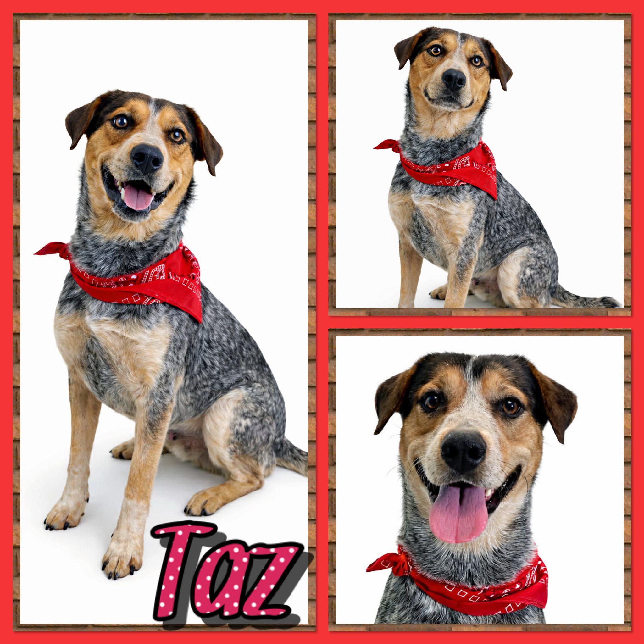 Taz, ADOPTABLE, Adult Male Australian Cattle Dog / Blue Heeler.