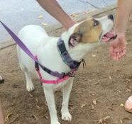 Sophee, Adopted, Young Female Boxer & Pit Bull Terrier.