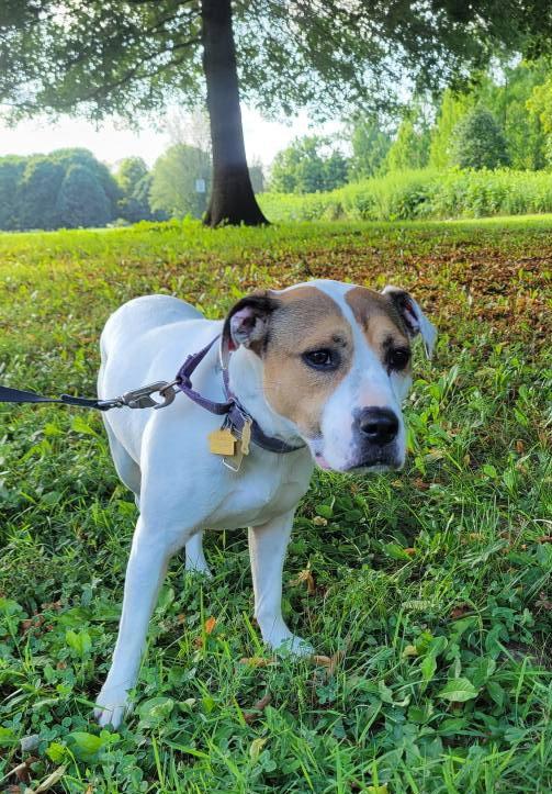 Sophee, a Adopted mixed breed in Oakhurst, NJ image 2/3