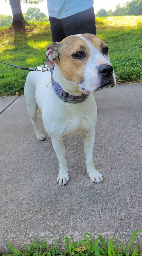 Sophee, a Adopted mixed breed in Oakhurst, NJ image 3/3