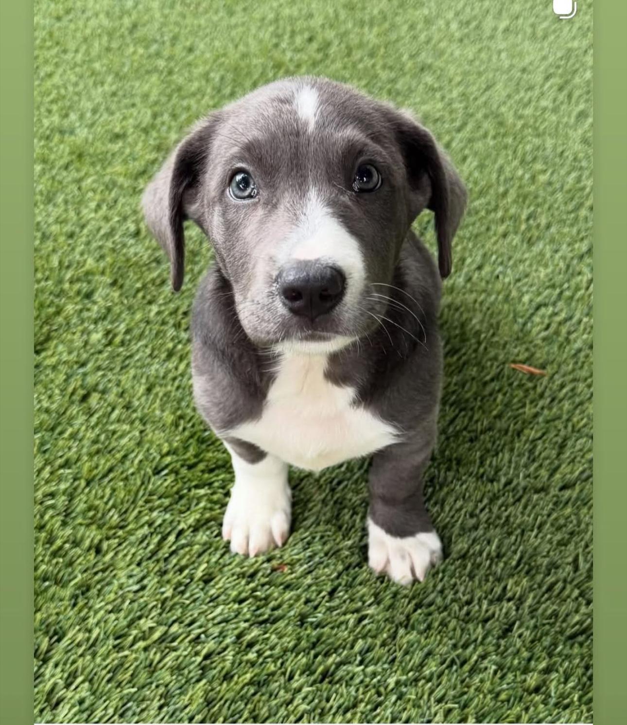 Blu, Adoptable, Young Male Pit Bull Terrier.