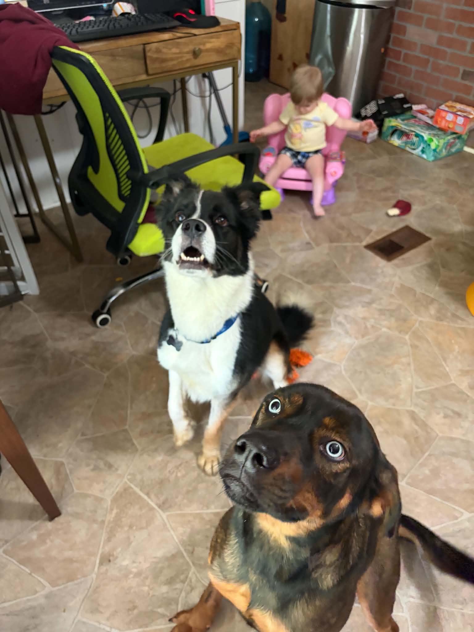 Enlarge Scout, a Adoptable mixed breed in Douglas, MA image 5/6