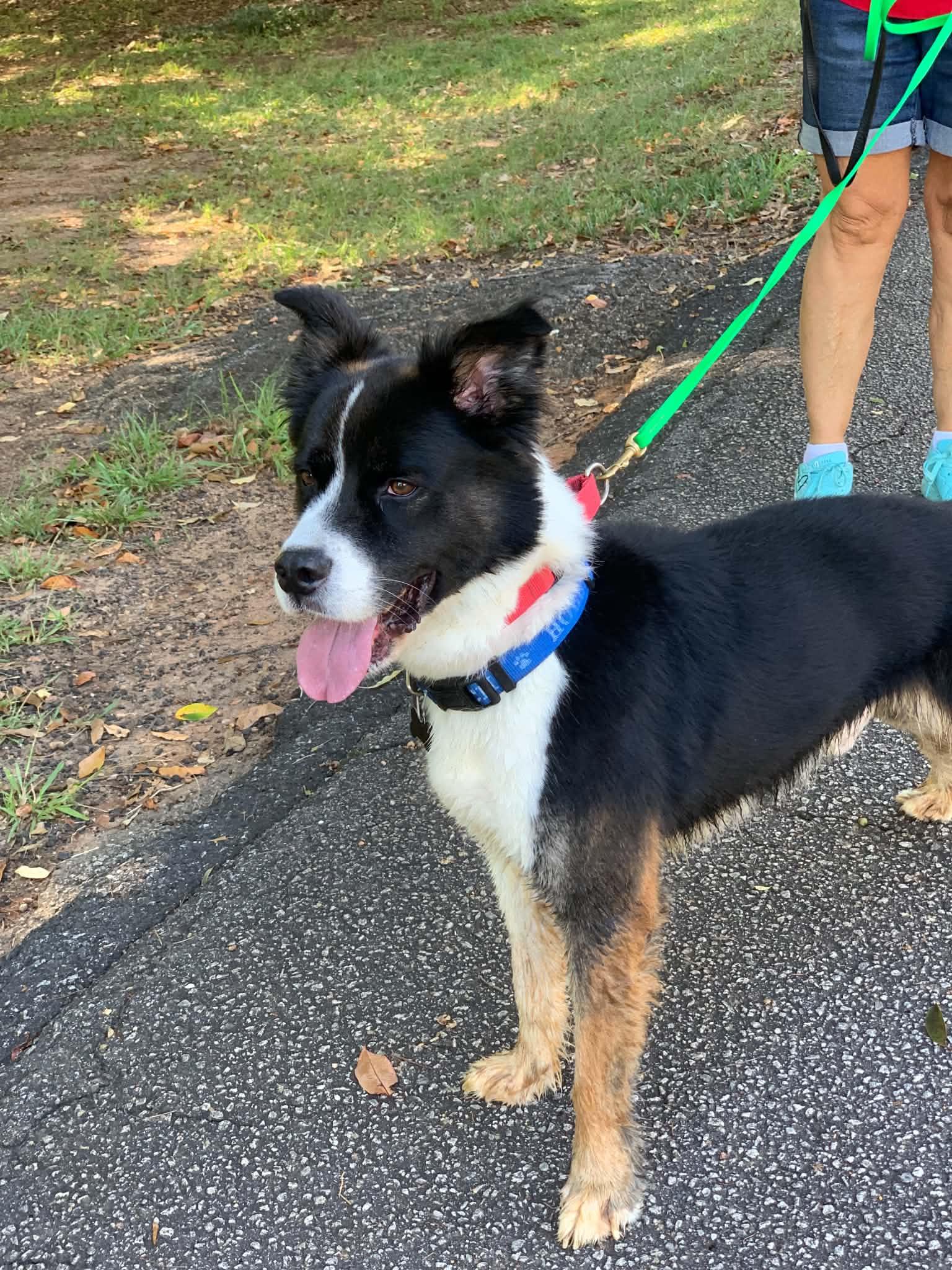 Enlarge Scout, a Adoptable mixed breed in Douglas, MA image 1/6
