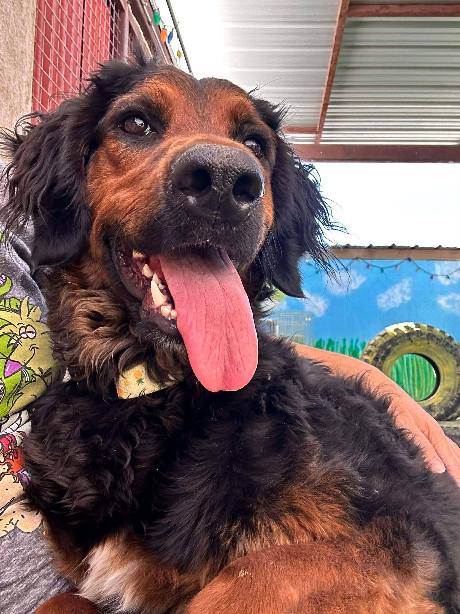 Daphne — thumbnail 1