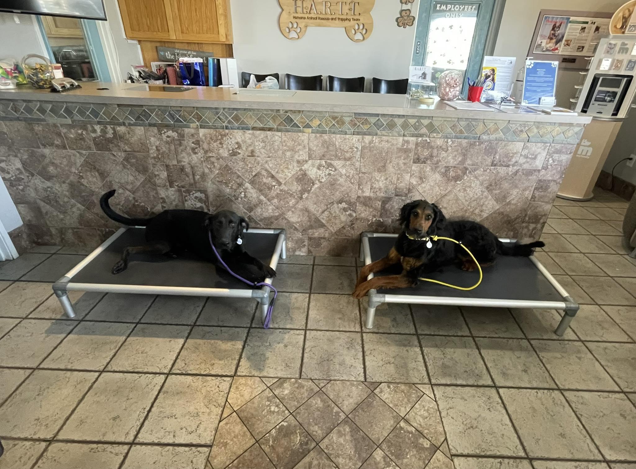 Daphne — thumbnail 3