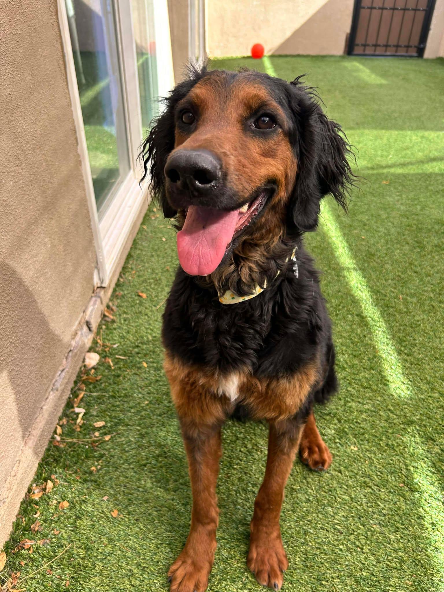 Daphne — thumbnail 4