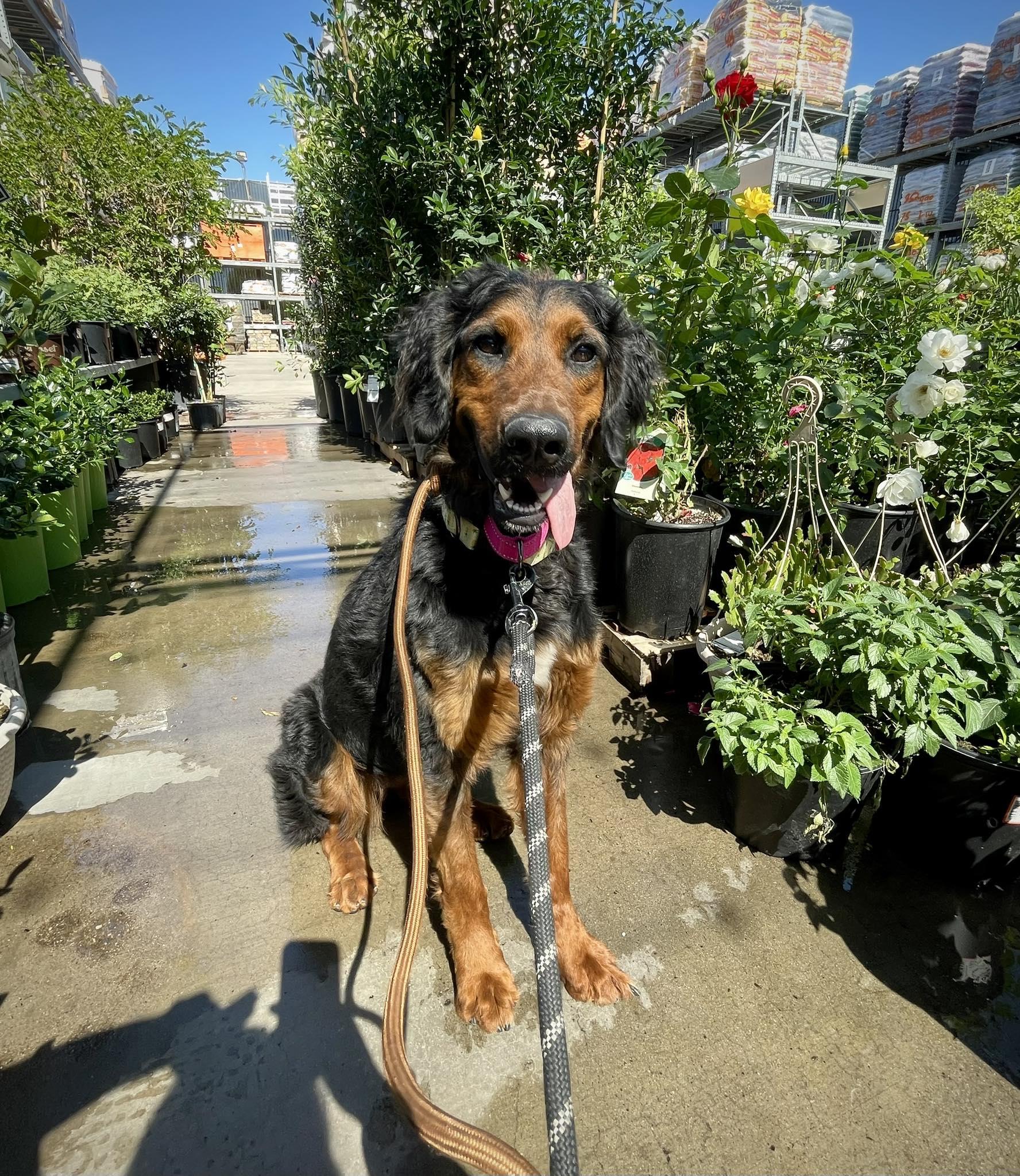 Daphne — thumbnail 5