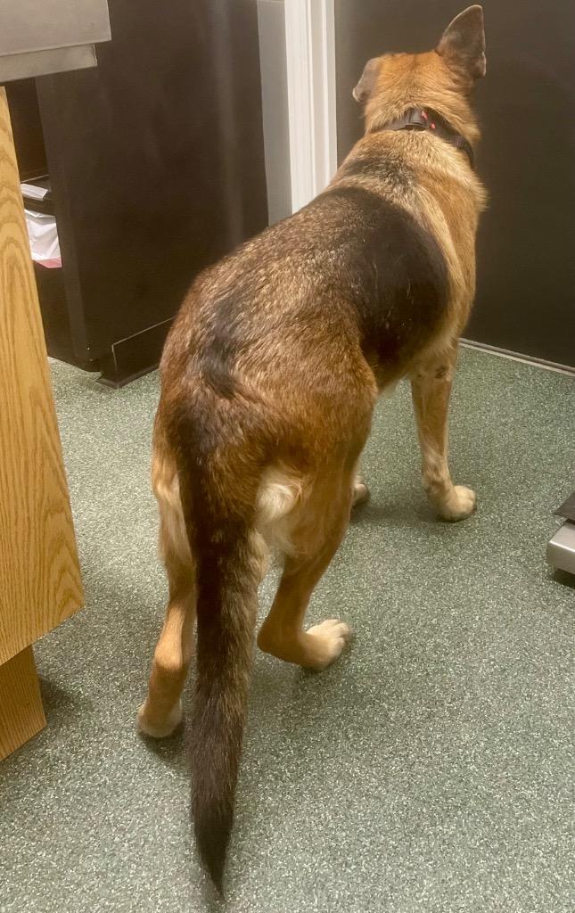 Enlarge Marvel, a Adoptable German Shepherd Dog in Forsyth, GA image 2/3