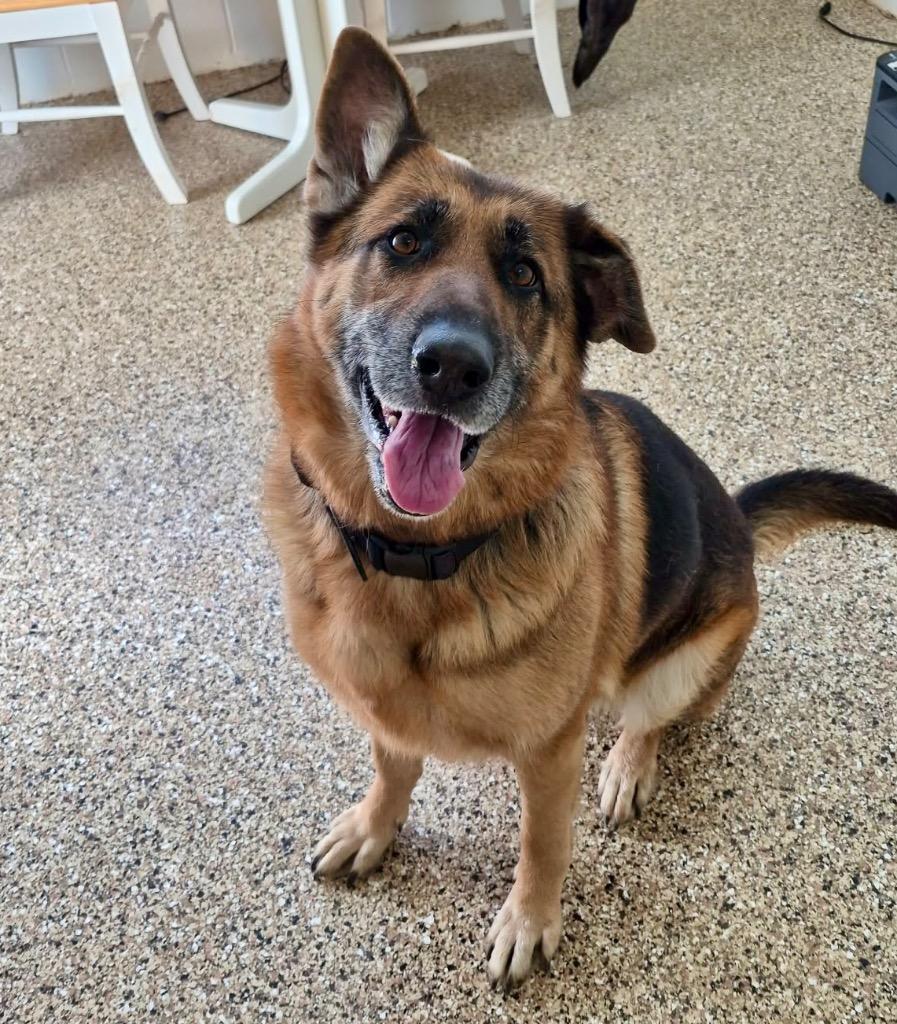 Enlarge Marvel, a Adoptable German Shepherd Dog in Forsyth, GA image 3/3