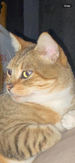 Brady, ADOPTABLE, Adult Male Tabby.