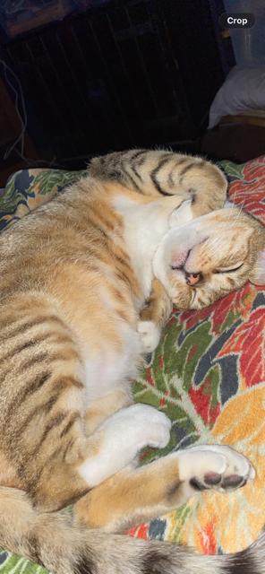 Enlarge Brady, a ADOPTABLE Tabby in Huntington Beach, CA image 1/2