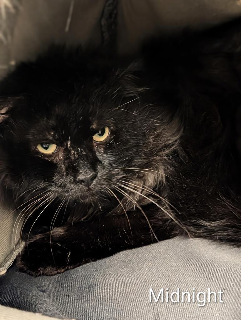 Midnight, Adoptable, Adult Male Domestic Long Hair.