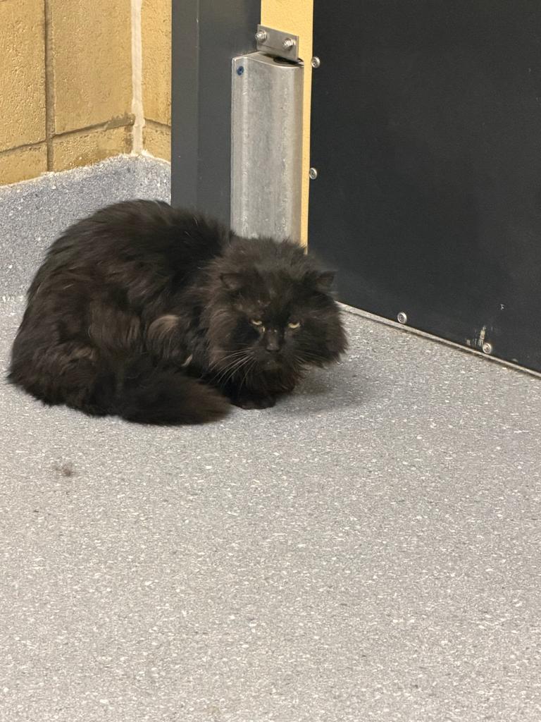 Enlarge Midnight, a Adoptable mixed breed in Greenfield, IN image 2/3