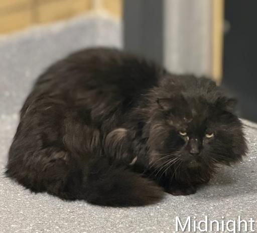 Enlarge Midnight, a Adoptable mixed breed in Greenfield, IN image 3/3