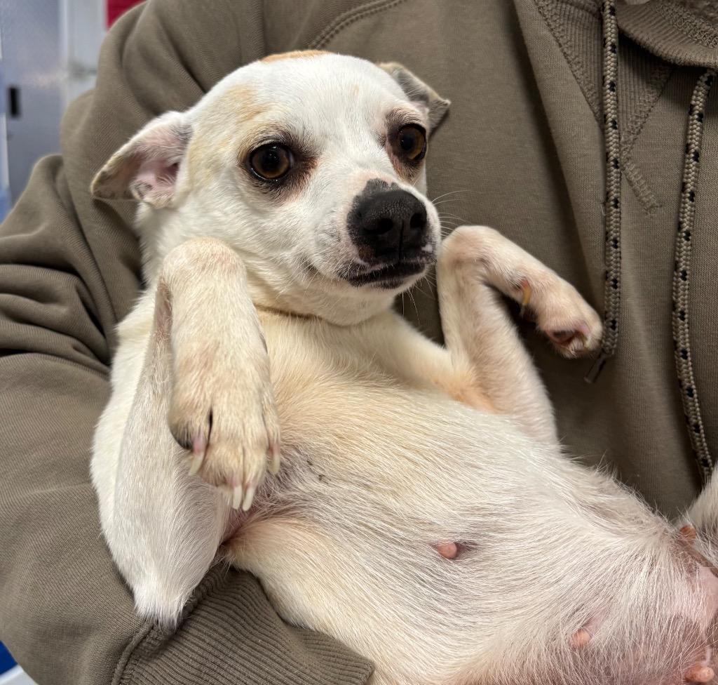 Chica, Adopted, Adult Female Chihuahua.