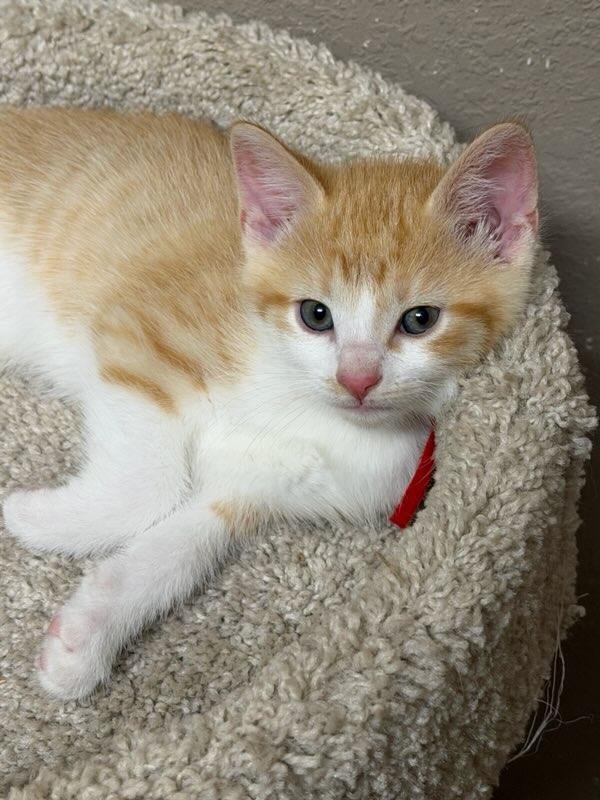 Enlarge Buzz, an adopted Domestic Short Hair in Terrell, TX image 2/4