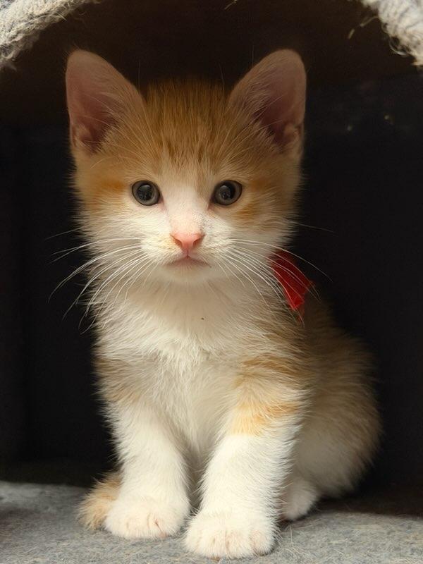 Enlarge Buzz, an adopted Domestic Short Hair in Terrell, TX image 1/4