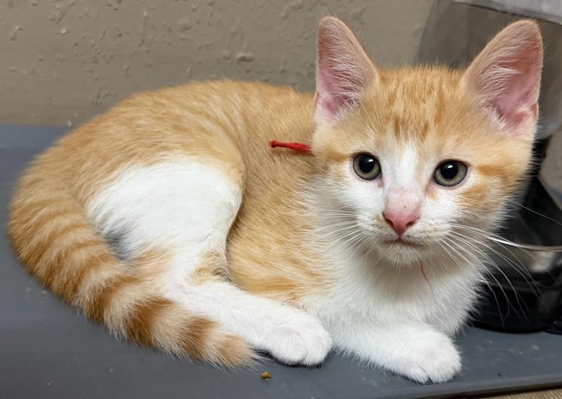 Enlarge Buzz, an adopted Domestic Short Hair in Terrell, TX image 3/4