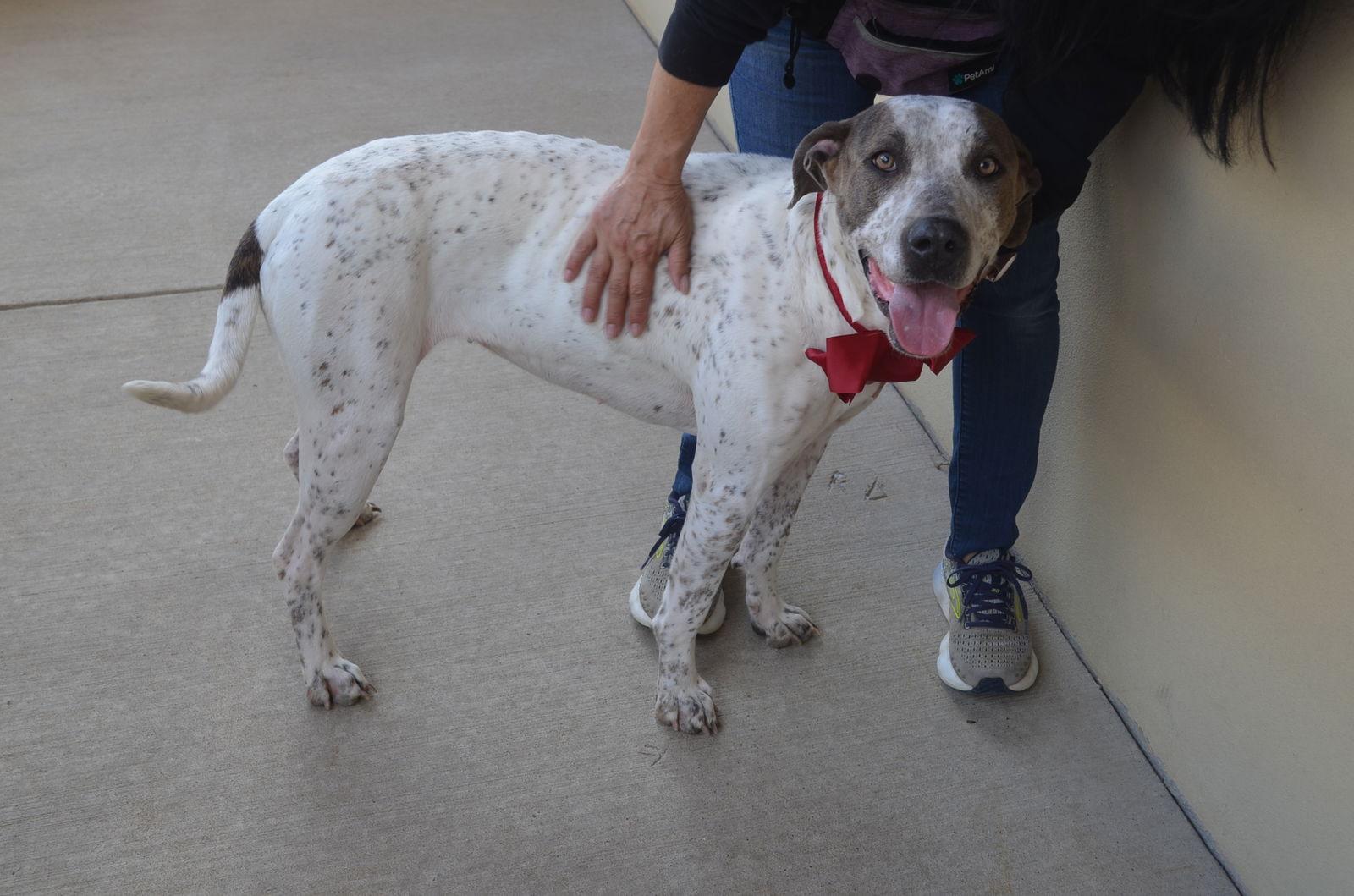 Enlarge Eve, a Adoptable Pointer in McKinney, TX image 1/3