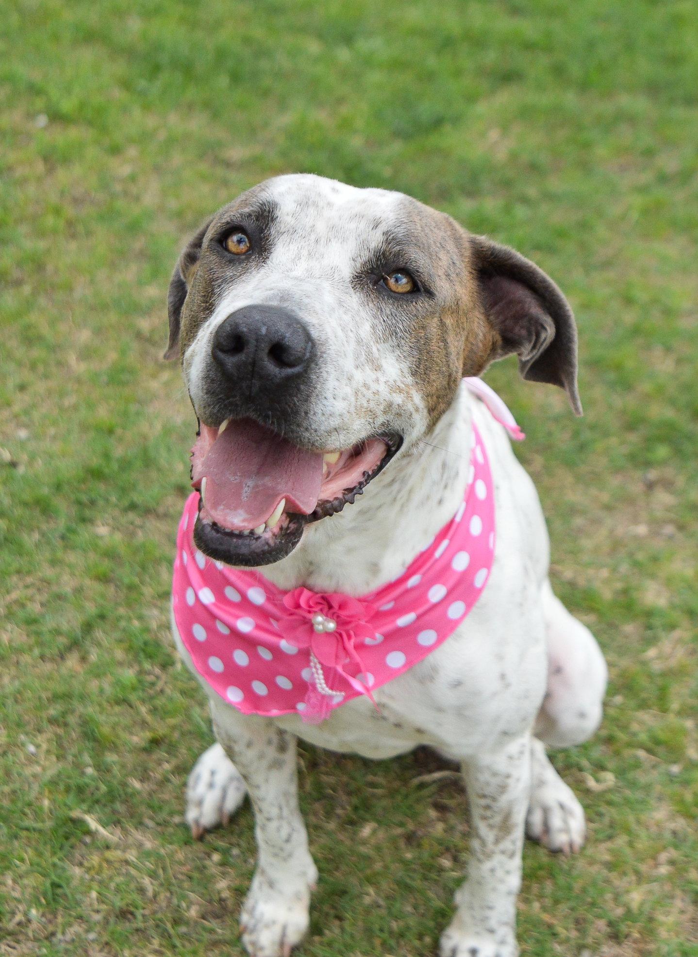 Eve, Adoptable, Young Female Pointer.