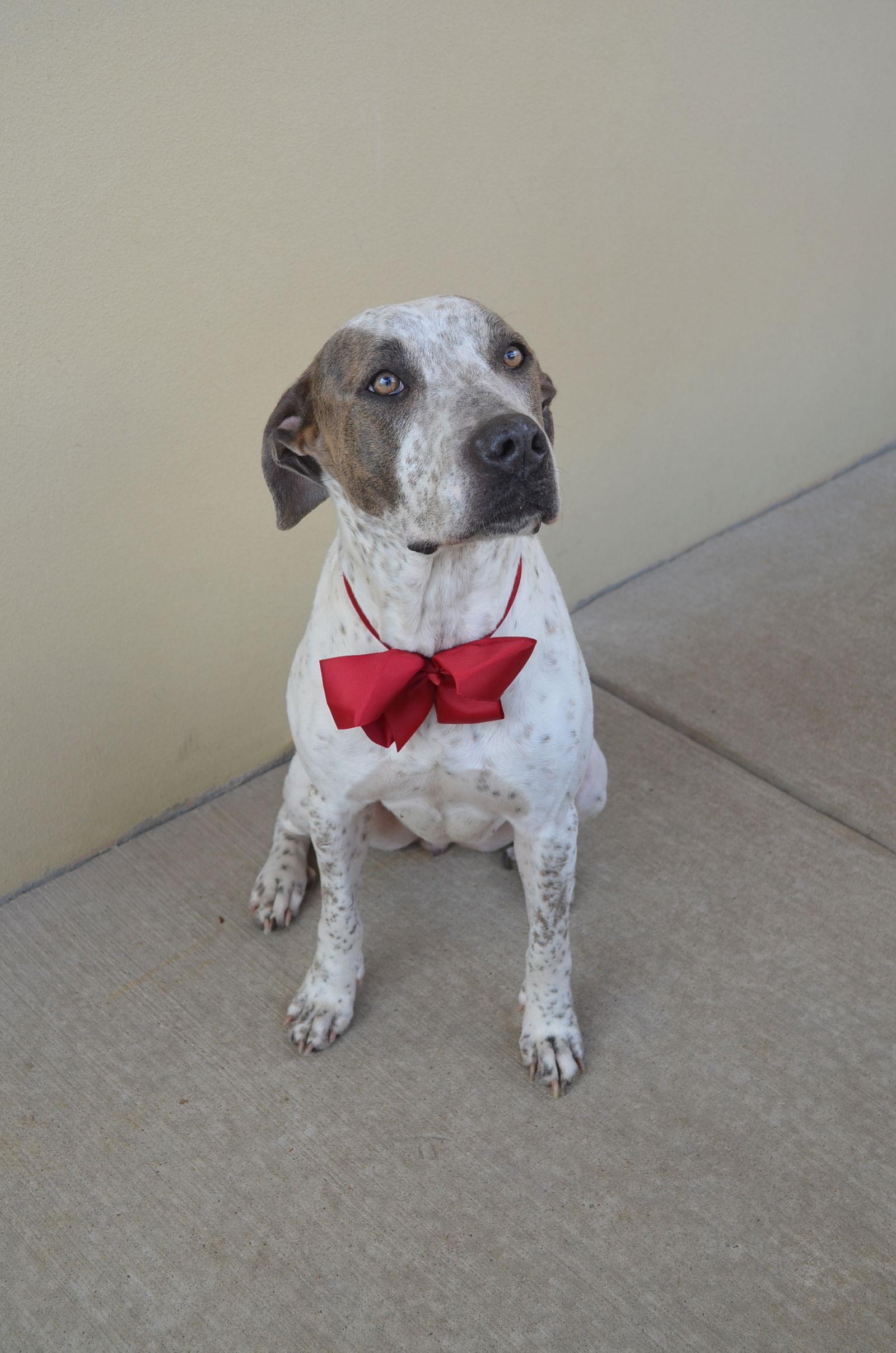 Enlarge Eve, a Adoptable Pointer in McKinney, TX image 2/3