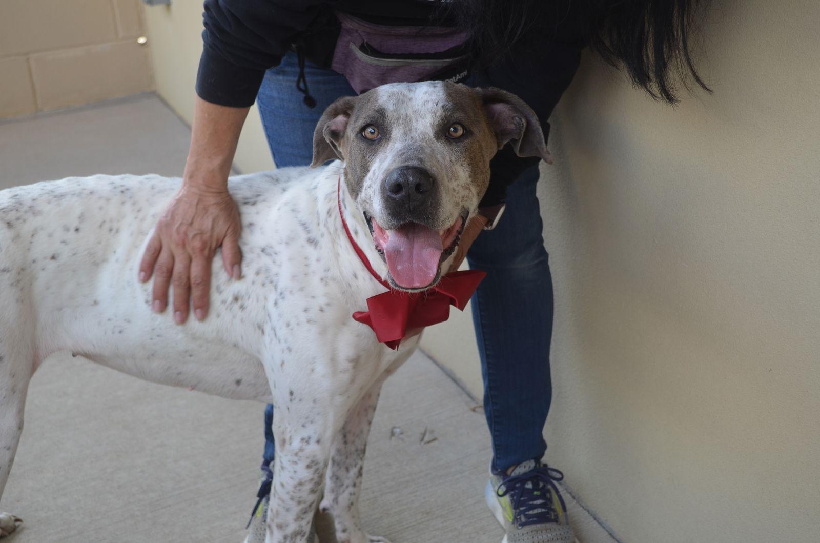 Enlarge Eve, a Adoptable Pointer in McKinney, TX image 3/3