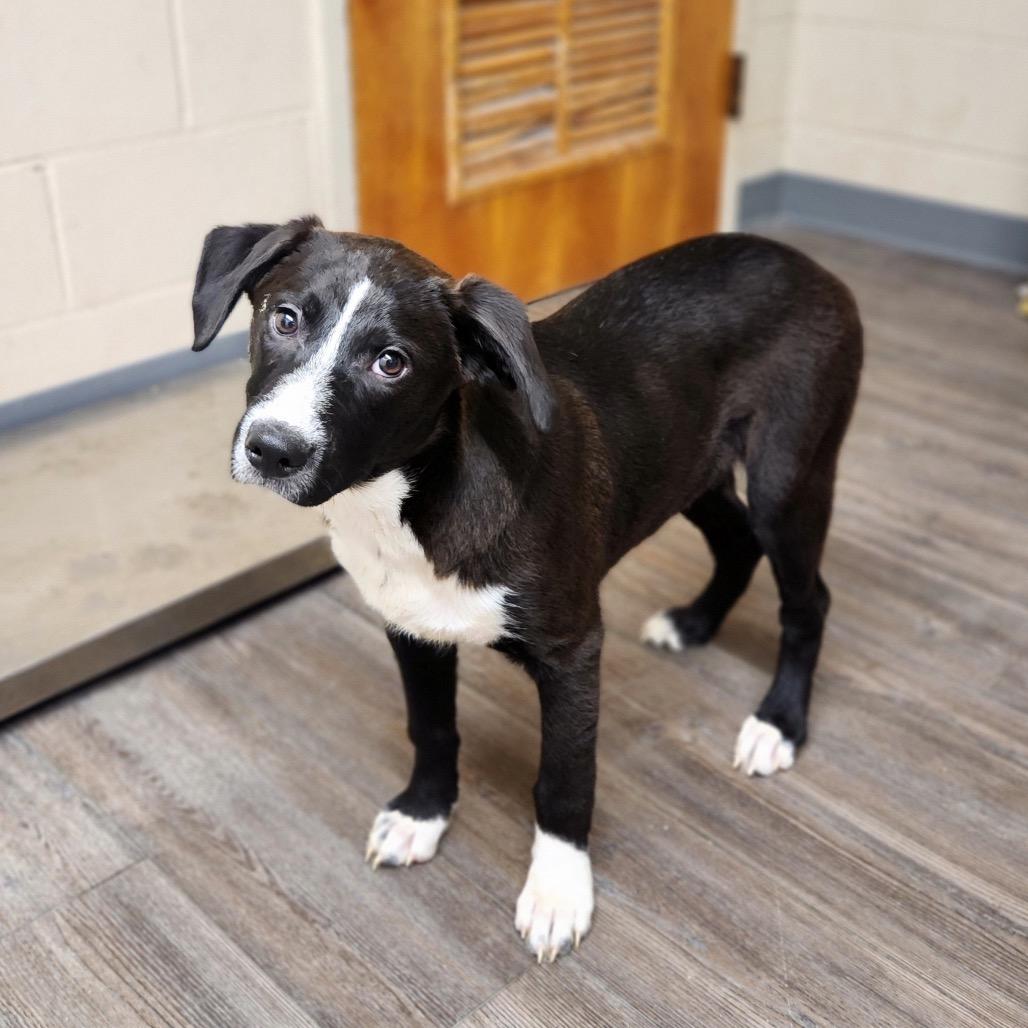 Enlarge Jack Jones, a Adoptable Mixed Breed in Danville, KY image 3/3