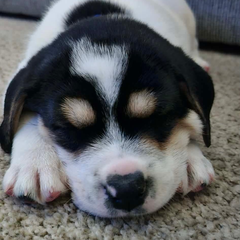 Two, a Adoptable mixed breed in Rochester, NY image 6/6