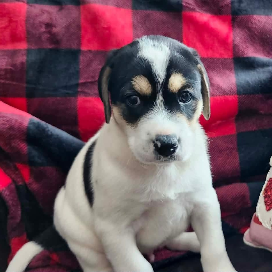 Two, a Adoptable mixed breed in Rochester, NY image 5/6