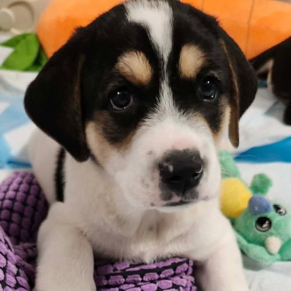 Two, a Adoptable mixed breed in Rochester, NY image 4/6