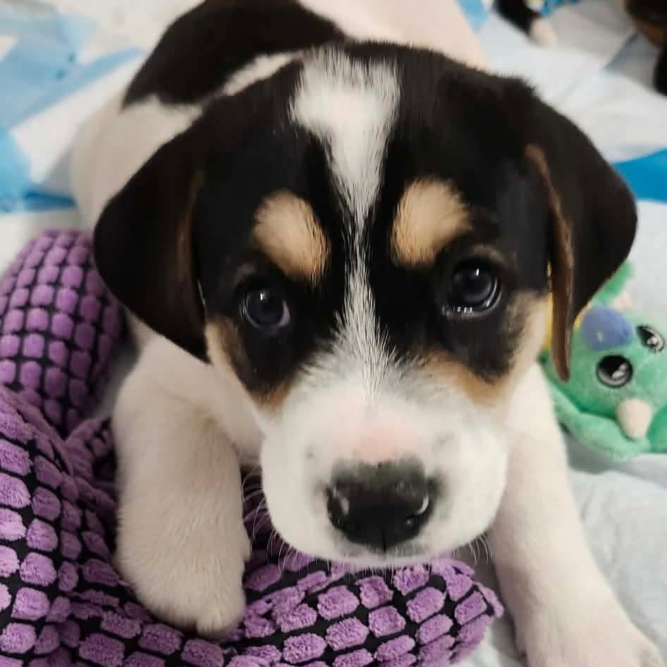 Two, a Adoptable mixed breed in Rochester, NY image 1/6