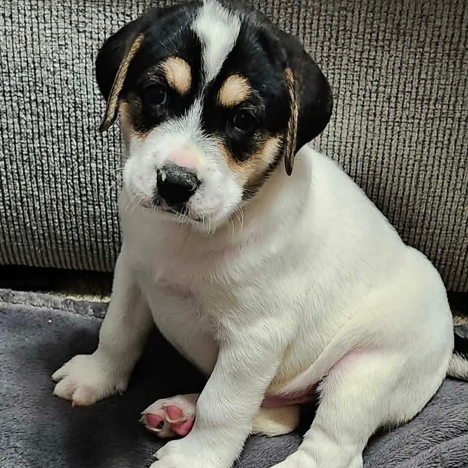 Two, a Adoptable mixed breed in Rochester, NY image 2/6