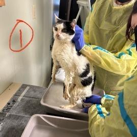 Enlarge Renee, a Adoptable Domestic Short Hair in Mount Juliet, TN image 1/2