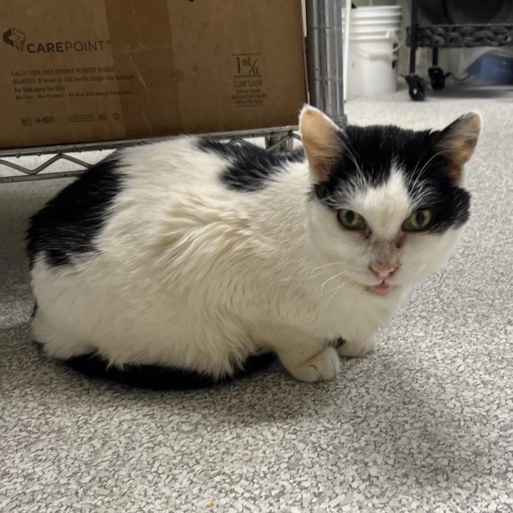 Renee, a Adoptable Domestic Short Hair in Mount Juliet, TN image 2/2