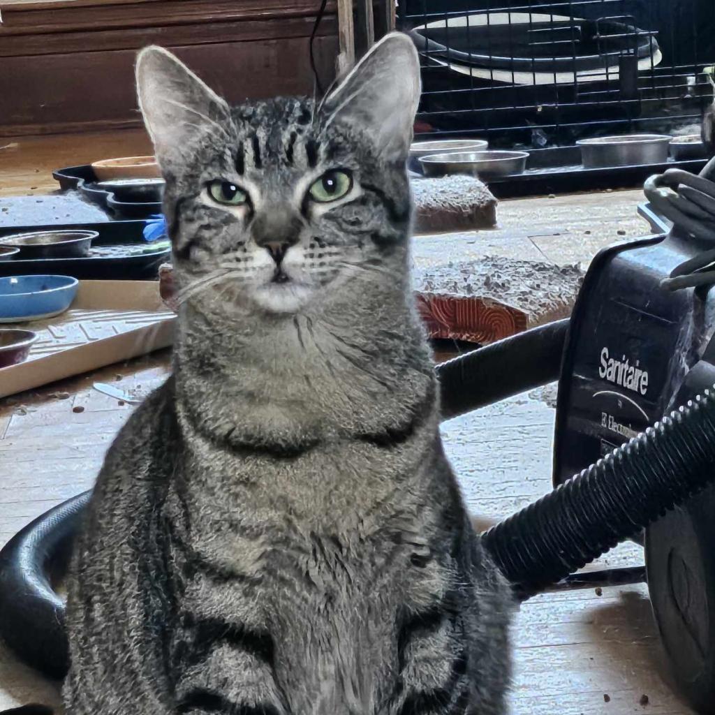 Atlanta, Adoptable, Adult Female Domestic Short Hair.