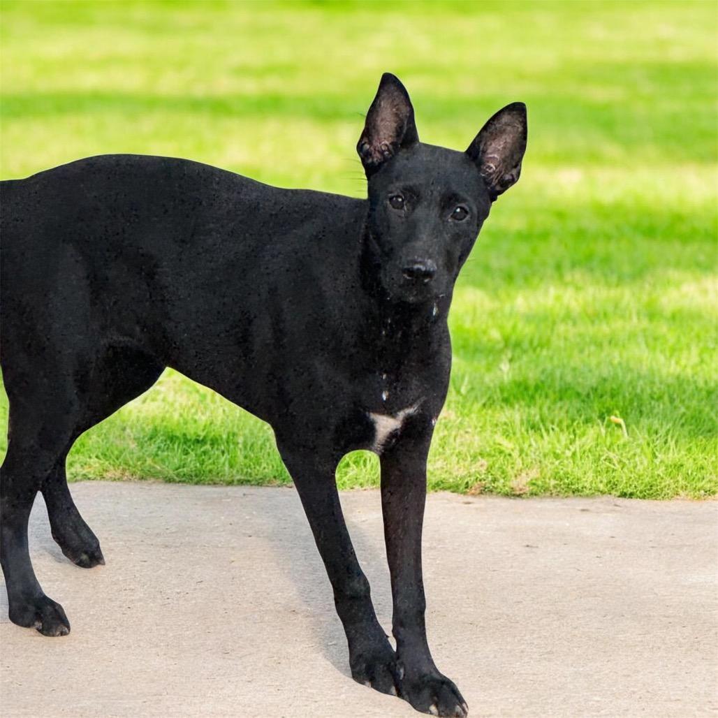 Serafina, Adoptable, Young Female Shepherd & Mixed Breed.