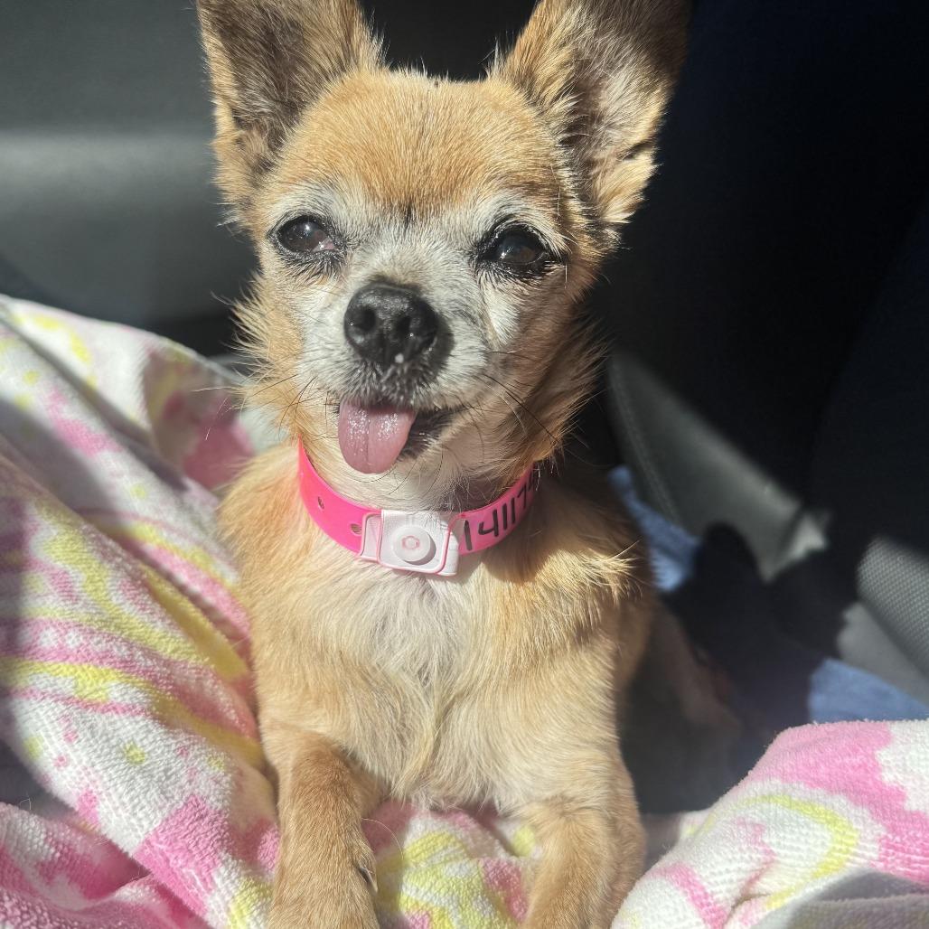 Enlarge Cilia, a Adoptable Chihuahua in Las Vegas, NV image 1/1